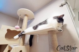 貓悅酒店 Catstar Cat Hotel