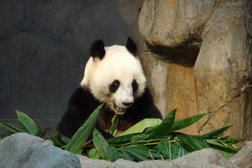 大熊猫之旅